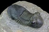 Paralejurus Trilobite Fossil - Excellent Preparation #69735-2
